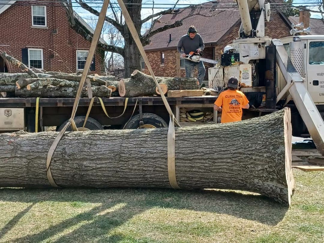 Large Tree Removal in Edgewood KY
