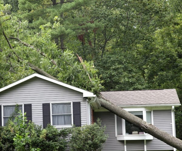 Tree Fallen Over on Home in Edgewood KY